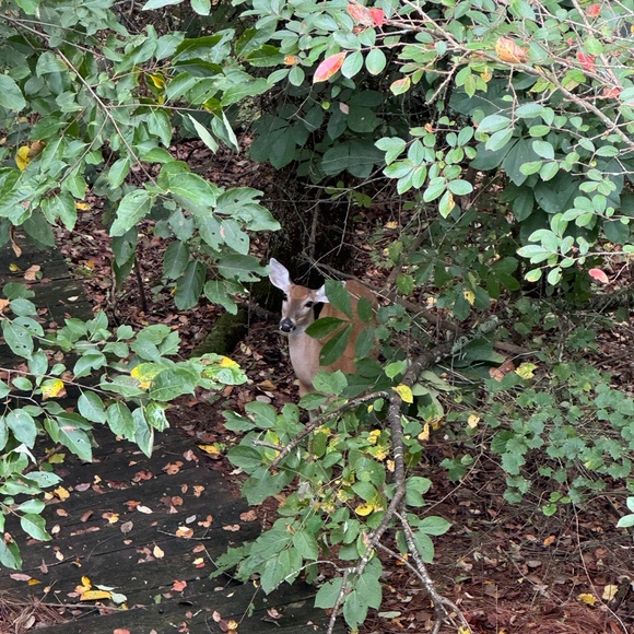 Meet your Posher, Tsuki🌙 - Picture 1 of 1